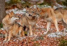 Manada de lobos atacan a una mujer en un zoológico de Francia Lobos atacan a una mujer en un zoológico de Francia
