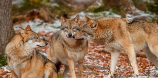 Lobos atacan a una mujer en un zoológico de Francia