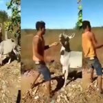 Burro, harto de maltratos, muerde y arrastra a su dueño (VIDEO) Foto: Burro se defiende /cortesía