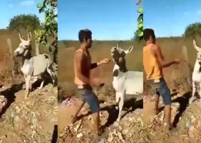 Foto: Burro se defiende /cortesía