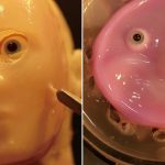 Incorporan piel viva en robots capases de «sonreír» Foto: Robots con piel viva /cortesía