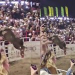 Foto: Toro causa caos en una arena de Oregon /Cortesía