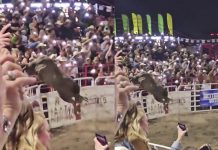 Video de película: Toro salta la valla y deja a tres personas graves en EE.UU. Foto: Toro causa caos en una arena de Oregon /Cortesía