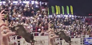 Foto: Toro causa caos en una arena de Oregon /Cortesía