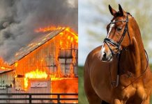 Devastador incendio en establo de Francia deja 70 caballos muertos Foto: Caballos mueren en el incendio de un establo en Francia /Cortesía