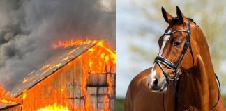 Foto: Caballos mueren en el incendio de un establo en Francia /Cortesía