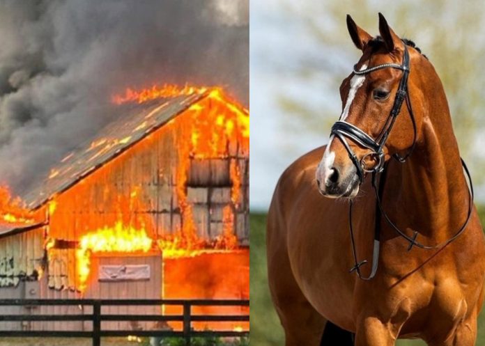 Foto: Caballos mueren en el incendio de un establo en Francia /Cortesía Foto: Caballos mueren en el incendio de un establo en Francia /Cortesía