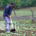 Fortalecen capacidades a productores de hortalizas con patio saludable en Telpaneca, Madriz Foto: Fortalecen capacidades a productores de hortalizas con patio saludable en Telpaneca, Madriz/ TN8