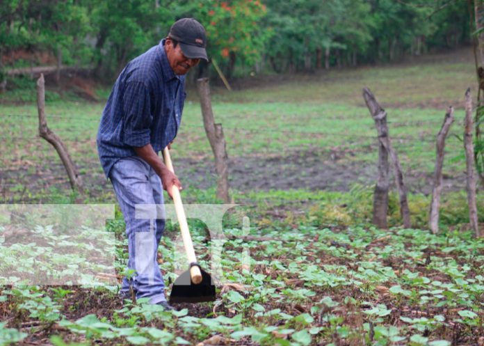 Foto: Fortalecen capacidades a productores de hortalizas con patio saludable en Madriz, Nicaragua/ TN8 Foto: Fortalecen capacidades a productores de hortalizas con patio saludable en Telpaneca, Madriz/ TN8
