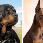 Mujer de 28 muere al ser «destrozada» por 4 perros en Sudáfrica (VIDEO) Foto: Mujer fallece por un ataque de perros en Sudáfrica /Cortesía