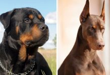 Mujer de 28 muere al ser «destrozada» por 4 perros en Sudáfrica (VIDEO) Foto: Mujer fallece por un ataque de perros en Sudáfrica /Cortesía