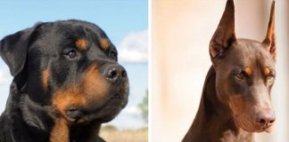 Foto: Mujer fallece por un ataque de perros en Sudáfrica /Cortesía