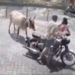 Vaca ataca brutalmente a una mujer en la India (VIDEO) Foto: Vaca agrede a una mujer en la India /cortesía
