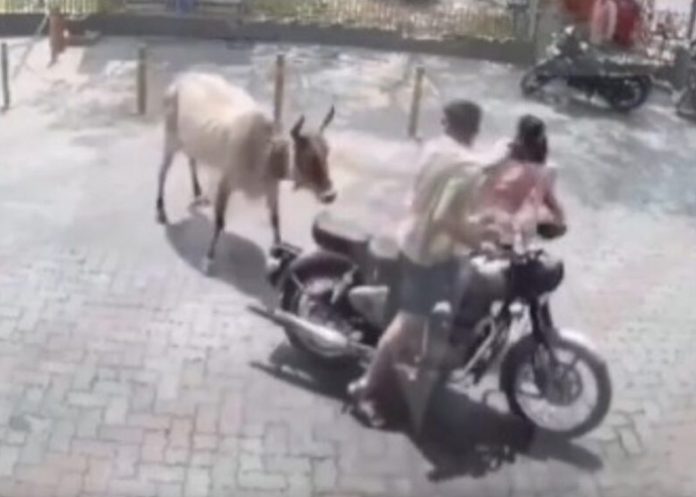 Foto: Vaca agrede a una mujer en la India /cortesía