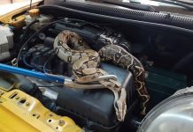«Se le fue el alma»: Taxista encontró una serpiente en el motor de su carro Foto: Taxista encontró serpiente de 2 metros /Cortesía