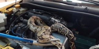 Foto: Taxista encontró serpiente de 2 metros /Cortesía