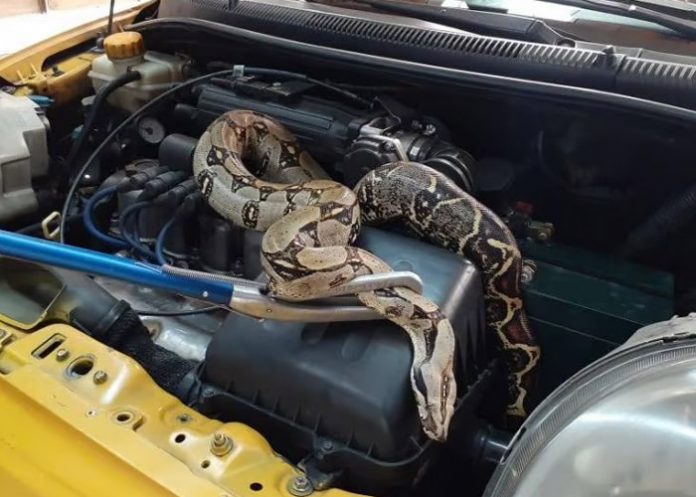 Foto: Taxista encontró serpiente de 2 metros /Cortesía Foto: Taxista encontró serpiente de 2 metros /Cortesía