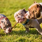 Horrendo: Joven de 23 años muere al ser atacada por sus 3 perros en Irlanda Foto: Mujer muere por ataque de su perro en Irlanda /Cortesía