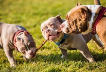 Horrendo: Joven de 23 años muere al ser atacada por sus 3 perros en Irlanda Foto: Mujer muere por ataque de su perro en Irlanda /Cortesía