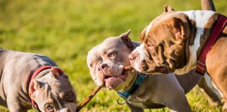 Foto: Mujer muere por ataque de su perro en Irlanda /Cortesía