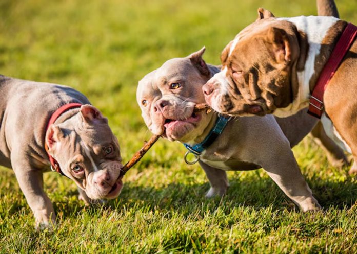 Foto: Mujer muere por ataque de su perro en Irlanda /Cortesía Foto: Mujer muere por ataque de su perro en Irlanda /Cortesía