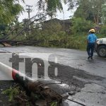Árbol histórico sucumbe ante la fuerza de la naturaleza en Carretera a Xiloá, Managua Árbol histórico sucumbe ante la fuerza de la naturaleza en Carretera a Xiloá, Managua