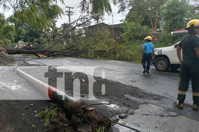 3 Árbol histórico sucumbe ante la fuerza de la naturaleza en Carretera a Xiloá, Managua