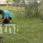 Foto: Reforestación masiva en Managua: 30 mil árboles para el Día del Árbol/TN8