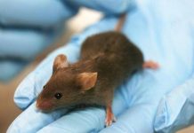 Esperanza en la lucha contra el cáncer: Vacuna rusa muestra éxito en ratones Vacuna rusa contra el cáncer funciona con éxito en ratones