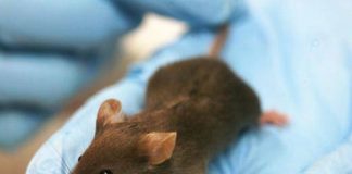 Vacuna rusa contra el cáncer funciona con éxito en ratones