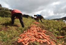 Nicaragua registra exitosa producción de hortalizas para junio Foto: Nicaragua registra exitosa producción de hortalizas para junio /Cortesía
