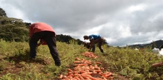 Foto: Nicaragua registra exitosa producción de hortalizas para junio /Cortesía