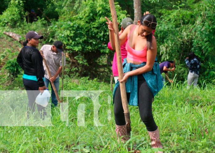 Foto: Siembran árboles frutales en sistemas Agroforestal de INATEC en Siuna/ TN8