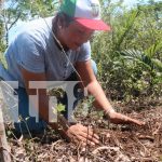 Tecnológico nacional realiza jornada de reforestación en Siuna Foto: Tecnológico nacional realiza jornada de reforestación en Siuna/ TN8