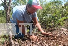Tecnológico nacional realiza jornada de reforestación en Siuna Foto: Tecnológico nacional realiza jornada de reforestación en Siuna/ TN8