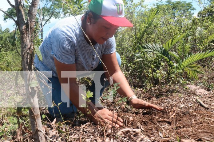 Foto: Tecnológico nacional realiza jornada de reforestación en Siuna/ TN8