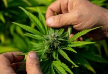 Ya no será un delito en Brasil el consumo individual de marihuana Foto: Brasil despenalizó el uso individual de la marihuana / Cortesía
