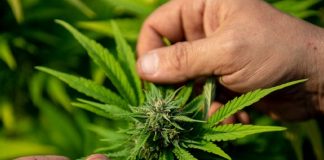 Foto: Brasil despenalizó el uso individual de la marihuana / Cortesía