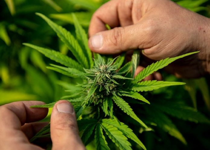 Foto: Brasil despenalizó el uso individual de la marihuana / Cortesía Foto: Brasil despenalizó el uso individual de la marihuana / Cortesía