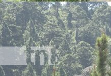 Acciones en Estelí para una producción sostenible y amigable con la naturaleza Foto: Congreso ambiental en Estelí / TN8