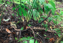 Bebé lucha por su vida tras ataque de serpiente en Costa Rica Bebé lucha por su vida tras ataque de serpiente en Costa Rica
