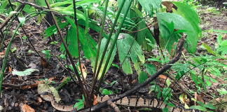 Bebé lucha por su vida tras ataque de serpiente en Costa Rica