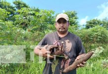 Finca El Manantial, en Santa Teresa, es un paraíso de prósperos cultivos Foto: Prósperos cultivos en Finca El Manantial, de Santa Teresa, Carazo / TN8