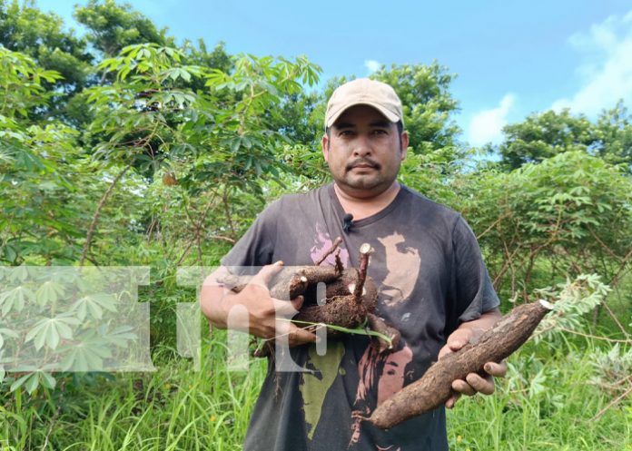 Foto: Prósperos cultivos en Finca El Manantial, de Santa Teresa, Carazo / TN8