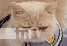 Foto: Guardería de gatos en China / TN8