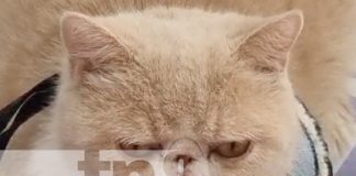 Foto: Guardería de gatos en China / TN8