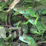 Foto: Liberación de iguanas en Nandaime / TN8