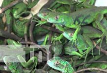 Devuelven iguanas nacidas en cautiverio a la madre naturaleza en Nandaime Foto: Liberación de iguanas en Nandaime / TN8