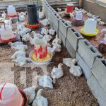 El emprendimiento más «top» de Ometepe: Pollo a la Urbaiteña Foto: Pollo a la Urbaiteña, en la Isla de Ometepe / TN8