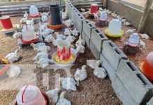 El emprendimiento más «top» de Ometepe: Pollo a la Urbaiteña Foto: Pollo a la Urbaiteña, en la Isla de Ometepe / TN8